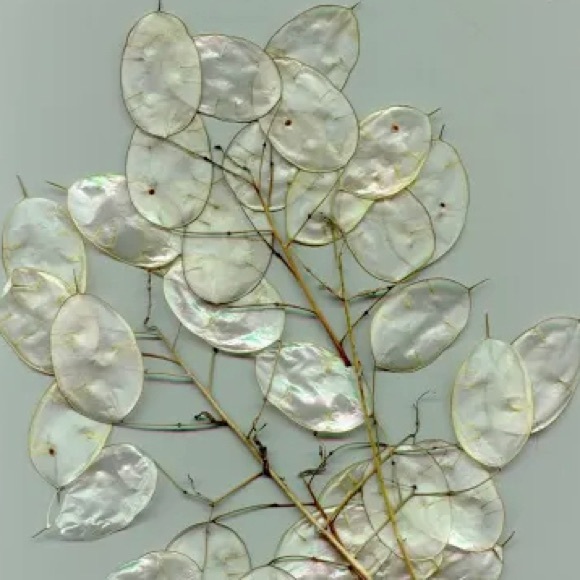 RARE FINE WHITE LEATHER IRIDISCENTE HANDBAG. Bird Printed. Sophisticate&Elegant - Picture 5 of 9